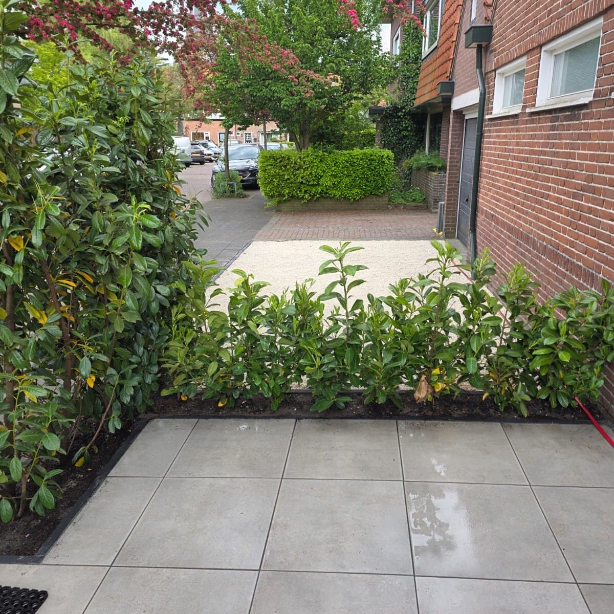 Aanleg laurierhaag in voortuin door Tuin & Dak Hoveniers